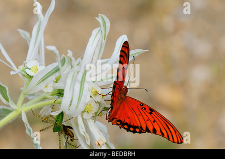 Schnee auf der Prärie (Euphorbia bicolor), Green Lynx Spider (Peucetia Viridans) und gulf fritillary Stockfoto