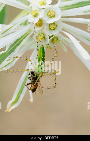 Schnee auf der Prärie (Euphorbia bicolor) und Green Lynx Spider (Peucetia Viridans) Stockfoto