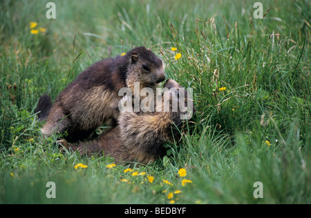 Alpine Murmeltier (Marmota Marmota) zwei Erwachsene für Gebiet kämpfen, Ringen Stockfoto