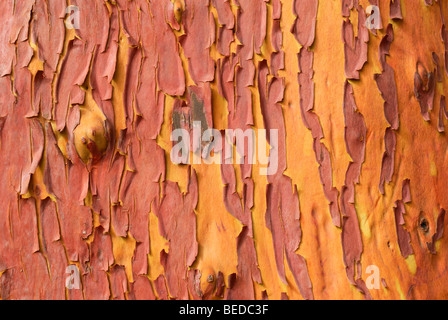 Pazifische Madrone oder Erdbeerbaum (Arbutus Menziesii), bellen, Detail, Victoria, Vancouver Island, Kanada, Nordamerika Stockfoto