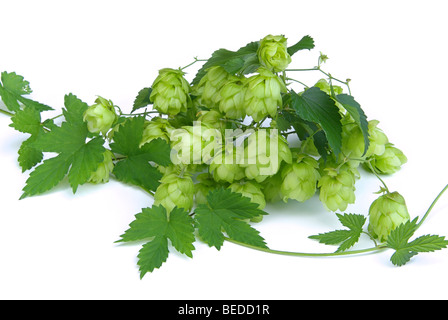 Hopfen - Hop 11 Stockfoto