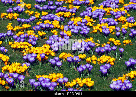 Blüte blau und gelb holländische Krokusse (Crocus Vernus Hybriden) Stockfoto