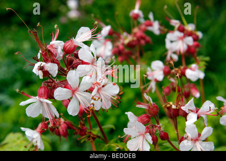 Geranium Macrorrhizum 'Album' AGM Stockfoto