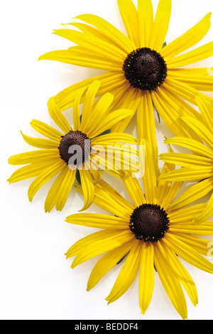 Sonnenhut oder brillante Sonnenhut (Rudbeckia Fulgida) Stockfoto