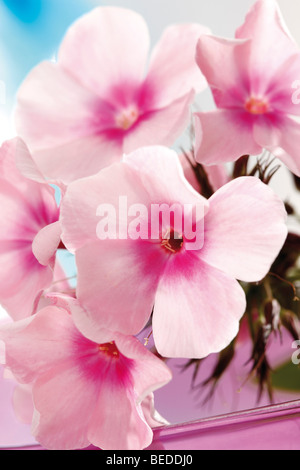 Phlox (Phlox) Stockfoto