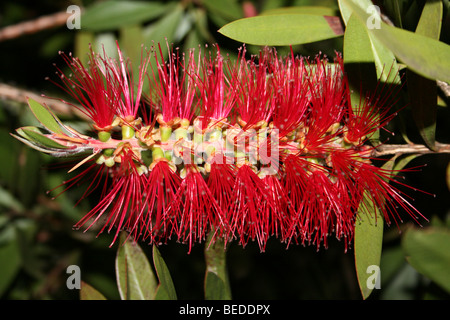 Rote Bottlebrush Blüte Zylinderputzer sp. In Graskop, Südafrika Stockfoto