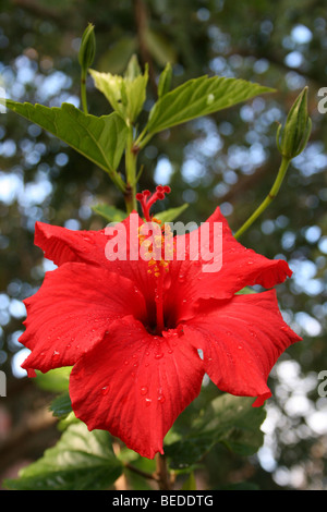 Eine rote Hibiskusblüten mit Stempel und Staubblätter genommen In Knysna, Westkap, Südafrika Stockfoto