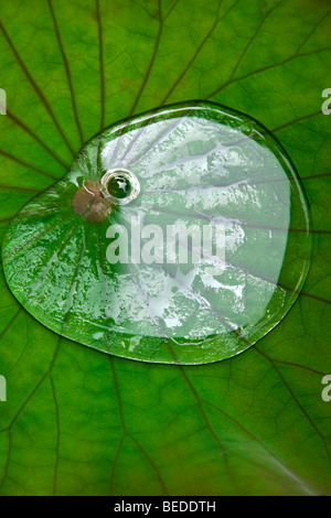 Wassertropfen auf einem Lotusblatt, Lotus-Effekt Stockfoto