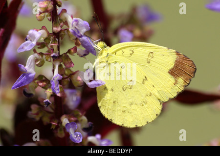 Grass gelben Schmetterling Eurema Hecabe genommen im Nagarhole National Park, Bundesstaat Karnataka, Indien Stockfoto