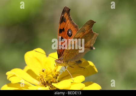 Peacock Stiefmütterchen Schmetterling Iunonia Almana genommen In Nagarhole-Nationalpark, Indien Stockfoto