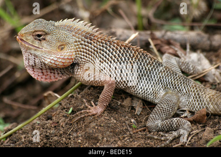 Oriental Garden Lizard Calotes versicolor genommen In Nagarhole-Nationalpark, Indien Stockfoto