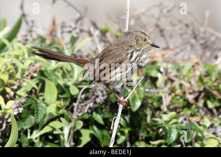 Karoo Prinia oder Spotted Prinia Prinia Maculosa aufgenommen am Stockfoto