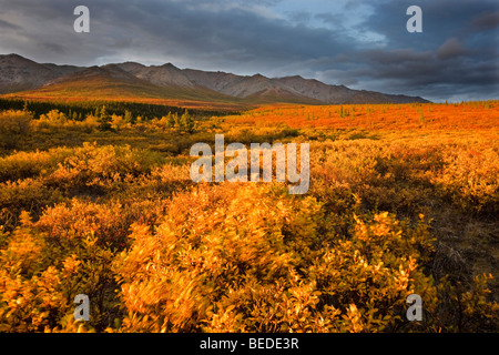 Denali Nationalpark und Reservat im Herbst, Alaska, USA, Nordamerika Stockfoto