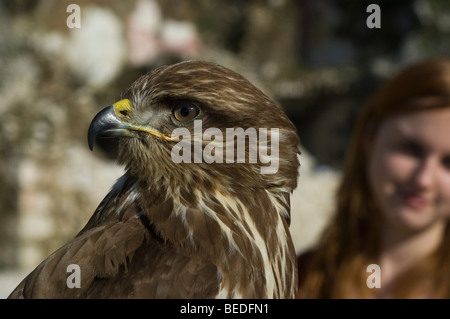 Falkner mit Bussard Stockfoto