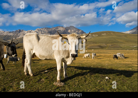 Kuh im Vordergrund auf das Bergpanorama des Gran Sasso d ' Italia, Abbruzzies, Abruzzen, Italien, Europa Stockfoto