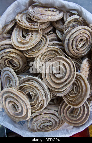 Schlangen in einem traditionellen chinesischen Medizin Shop in einem Markt von Kashgar, Provinz Xinjiang, China 2008 ausgetrocknet. Stockfoto