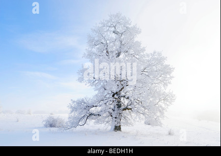 Stieleiche (Quercus Robur), winter Landschaft, Schwäbische Alb, Baden-Württemberg, Deutschland, Europa Stockfoto