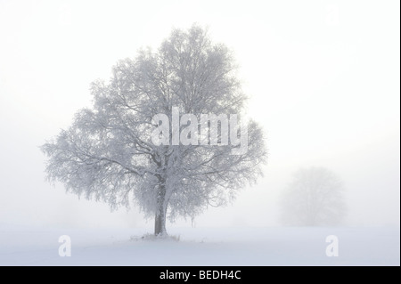 Europäische Lärche (Larix Decidua), winter Landschaft, Schwäbische Alb, Baden-Württemberg, Deutschland, Europa Stockfoto