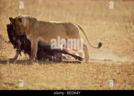 Löwin ziehen Wildebeeste Deckungder im Serengeti Nationalpark, Tansania Stockfoto