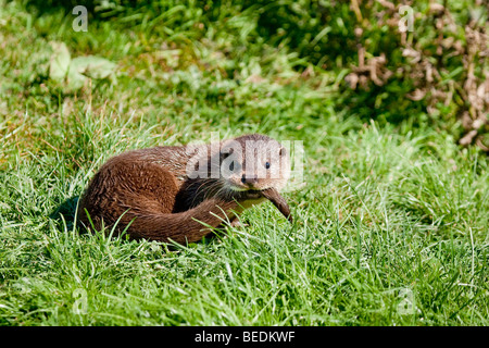 Baby Otter Cub, Lutra Lutra, das Endstück jagen Stockfoto