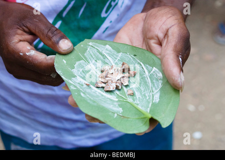 Hände halten Areca Muttern (Areca Catechu) mit gelöschtem Kalk auf eine Areca Palme Blätter, Betel, Indien, Südasien Stockfoto