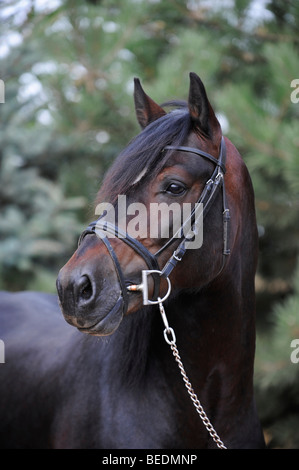 Welsh Cob Hengst, portrait Stockfoto