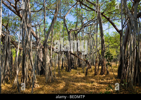 Bengal-Feigen, indische Feigen, indische Banyan (Ficus Feige), Indien, Südasien Stockfoto