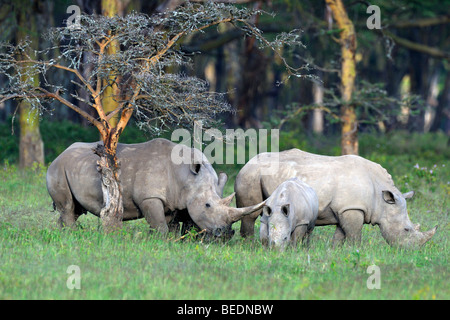 Weiße Nashörner (Ceratotherium Simum), Gruppe mit Kalb, Lake Nakuru National Park, Kenia, Ostafrika Stockfoto