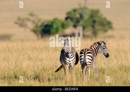 Grant Zebras (Equus Quagga Boehmi), Naturschutzgebiet Masai Mara, Kenia, Ostafrika Stockfoto