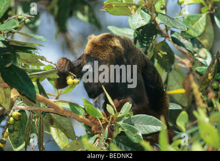 Brauner Brüllaffe, (Alouatta Fusca), Fütterung im Baum, Caratinga Reserve, Minas Gerais, Brasilien. Stockfoto