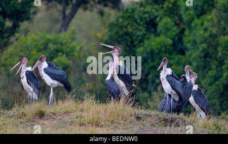 Gruppe von Marabu Störche (Leptoptilos Crumeniferus) im strömenden Regen, Naturschutzgebiet Masai Mara, Kenia, Ostafrika Stockfoto