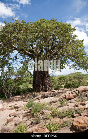 Baobab-Baum (Affenbrotbäume Digitata) Stockfoto