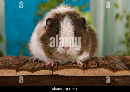 Meerschweinchen sitzen auf hölzernen Boden, Studio Stockfoto