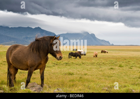 Islandpferde in der Nähe von Hoefn, Island, Europa Stockfoto