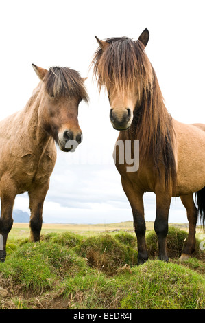 Islandpferde in der Nähe von Hoefn, Island, Europa Stockfoto