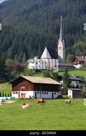 Weidende Kühe vor der katholischen Kirche, Gosau, Salzkammergut, Oberösterreich, Österreich, Europa Stockfoto