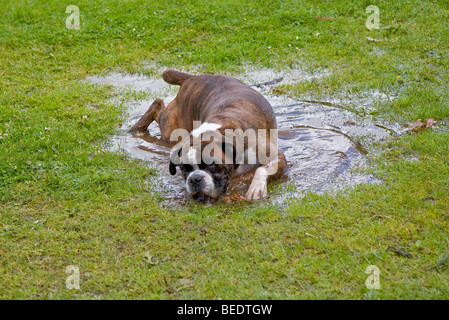 Boxer Hund Rollen in Wasserpfütze im Rasen. UK Stockfoto