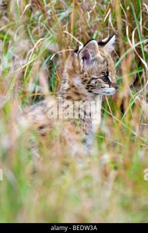 Serval (Leptailurus Serval), Jungtier im hohen Grass, Masai Mara Nationalpark, Kenia, Ostafrika Stockfoto