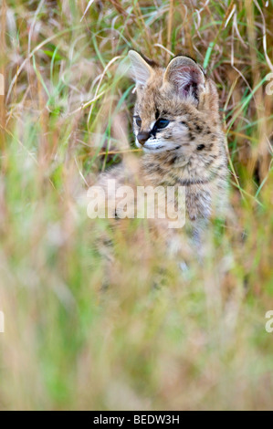 Serval (Leptailurus Serval), Jungtier im hohen Grass, Masai Mara Nationalpark, Kenia, Ostafrika Stockfoto