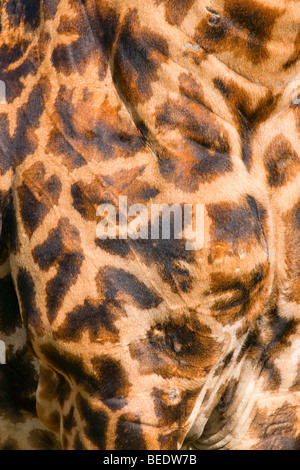 Masai-Giraffe (Giraffa Plancius Tippelskirchi), Pelz Muster, Masai Mara Nationalpark, Kenia, Ost Afrika Stockfoto