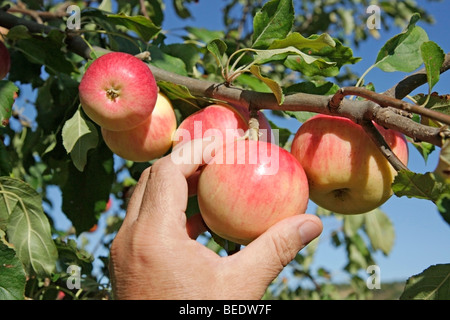 Äpfel pflücken Stockfoto