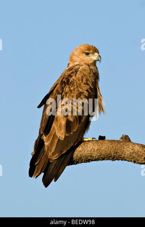 Tawny Eagle (Aquila Rapax), Masai Mara Nationalpark, Kenia, Ostafrika Stockfoto