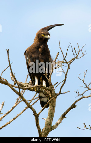 Lange-crested Eagle (Lophaetus Occipitalis), Masai Mara Nationalpark, Kenia, Ostafrika Stockfoto