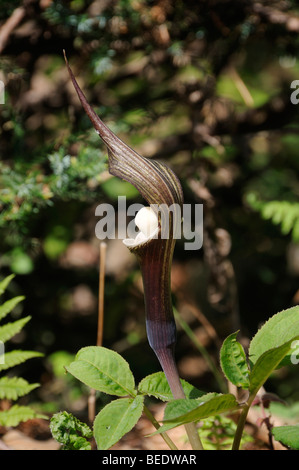 Shikoko, japanische Jack-in-the-Pulpit (Arisaema Sikokianum) auf fruchtbaren Boden in sonniger Lage in Japan, Südostasien, Asien Stockfoto