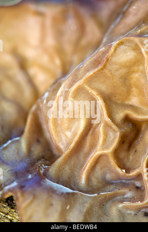 Der Jude Ohr Pilz; Auricularia Auricula-Judae; Stockfoto