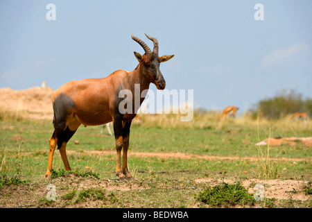 Topi (Damaliscus Korrigum), Wache auf eine Termite Hill, Masai Mara Nationalpark, Kenia, Ost Afrika Stockfoto