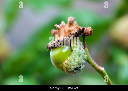 Knopper Gall; auf der Eichel; verursacht durch Andricus quercuscalicis Stockfoto