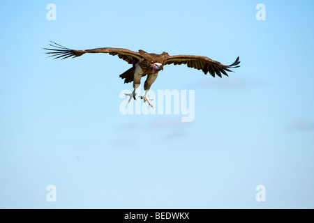 Ohrengeier-faced Vulture (Aegypius Tracheliotus) im Flug, Naturschutzgebiet Masai Mara, Kenia, Ostafrika Stockfoto