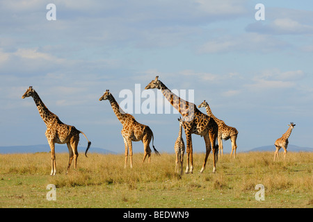 Gruppe von Masai Giraffen (Giraffa Plancius Tippelskirchi) auf der Steppe, Naturschutzgebiet Masai Mara, Kenia, Ostafrika Stockfoto