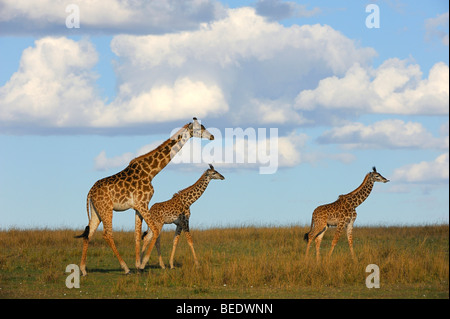 Gruppe von Masai Giraffen (Giraffa Plancius Tippelskirchi) auf der Steppe, weibliche mit zwei Kälbern, Naturschutzgebiet Masai Mara Stockfoto